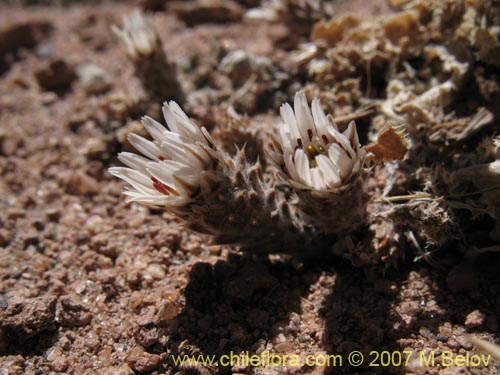 Image of Chaetanthera revoluta (). Click to enlarge parts of image.