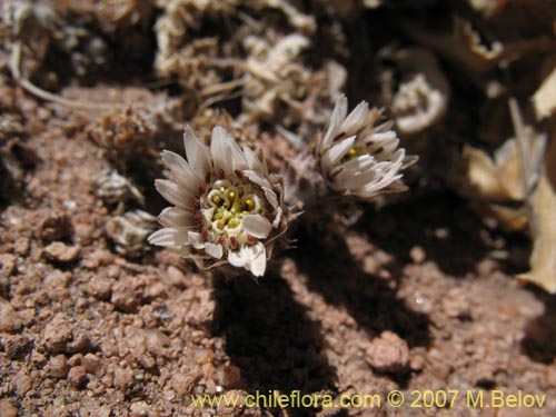 Image of Chaetanthera revoluta (). Click to enlarge parts of image.