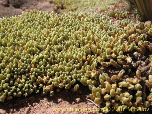 Imágen de Pycnophyllum sp. #3065 (). Haga un clic para aumentar parte de imágen.