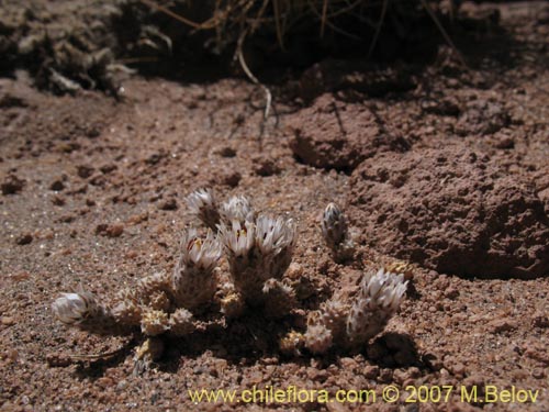 Image of Chaetanthera revoluta (). Click to enlarge parts of image.