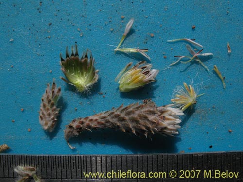Image of Chaetanthera revoluta (). Click to enlarge parts of image.