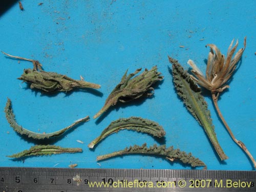 Image of Perezia pupurata (). Click to enlarge parts of image.
