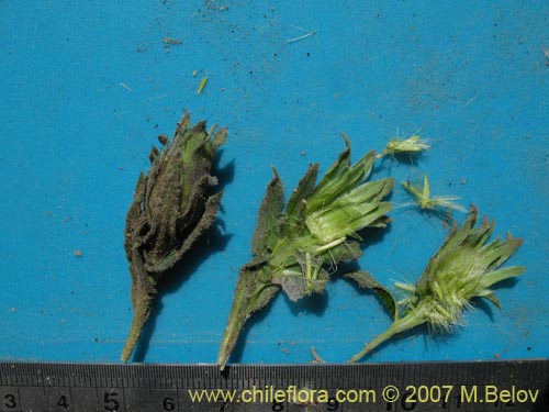 Perezia pupurataの写真