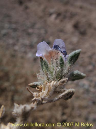 Image of Tiquilia atacamensis (). Click to enlarge parts of image.