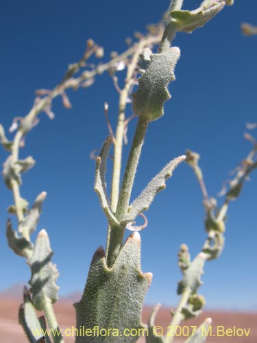 Imágen de Planta no identificada sp. #1295 (). Haga un clic para aumentar parte de imágen.