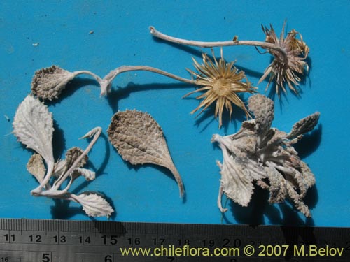 Bild von Urmenetea atacamensis (). Klicken Sie, um den Ausschnitt zu vergrössern.