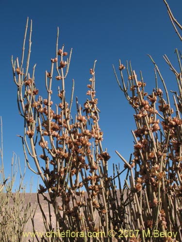 Ephedra breana的照片