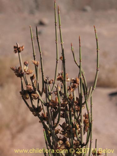 Ephedra breana的照片