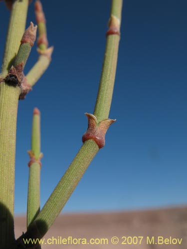 Ephedra breana의 사진