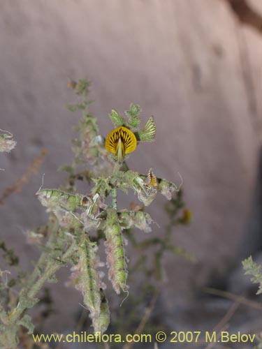 Bild von Adesmia sp. #1293 (). Klicken Sie, um den Ausschnitt zu vergrössern.