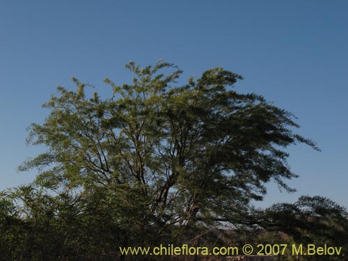 Bild von Prosopis alba var. alba (Algarrobo blanco). Klicken Sie, um den Ausschnitt zu vergrössern.