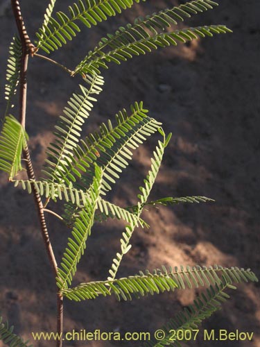 Imágen de Prosopis alba var. alba (Algarrobo blanco). Haga un clic para aumentar parte de imágen.