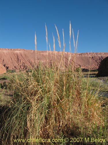 Bild von Cortaderia atacamensis (Cola de zorro). Klicken Sie, um den Ausschnitt zu vergrössern.