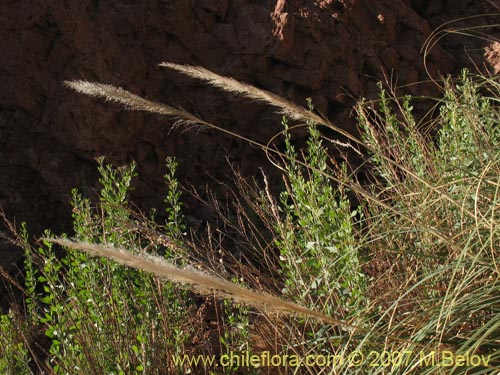 Фотография Cortaderia atacamensis (Cola de zorro). Щелкните, чтобы увеличить вырез.