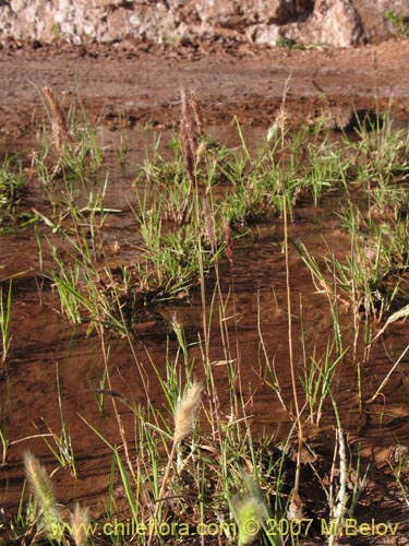 Image of Poaceae sp. #1292 (). Click to enlarge parts of image.