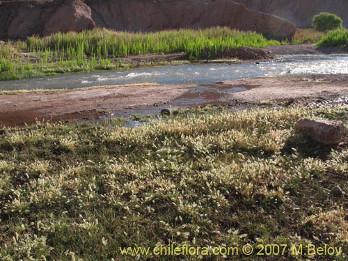 Image of Poaceae sp. #1291 (). Click to enlarge parts of image.