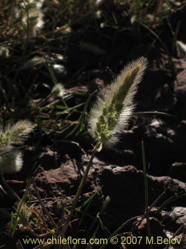 Imágen de Poaceae sp. #1291 (). Haga un clic para aumentar parte de imágen.