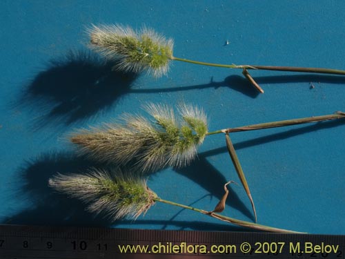 Poaceae sp. #1291の写真