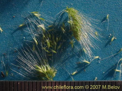 Poaceae sp. #1291의 사진