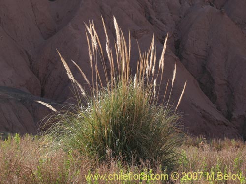 Bild von Cortaderia atacamensis (Cola de zorro). Klicken Sie, um den Ausschnitt zu vergrössern.