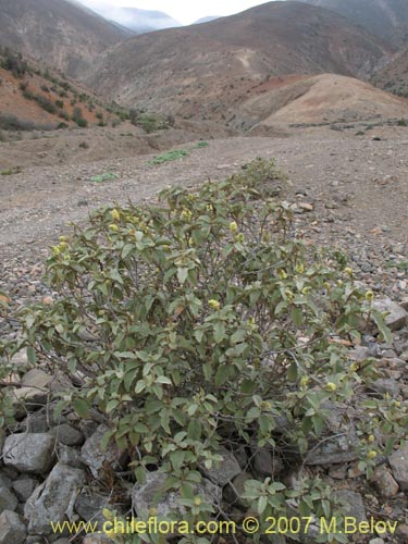 Image of Croton chilensis (). Click to enlarge parts of image.