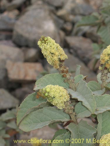 Imágen de Croton chilensis (). Haga un clic para aumentar parte de imágen.