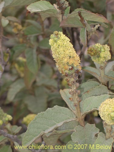 Imágen de Croton chilensis (). Haga un clic para aumentar parte de imágen.