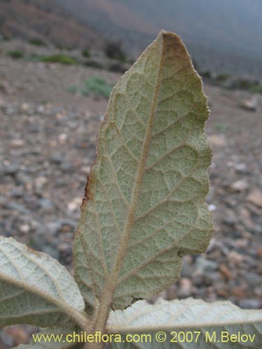 Bild von Croton chilensis (). Klicken Sie, um den Ausschnitt zu vergrössern.