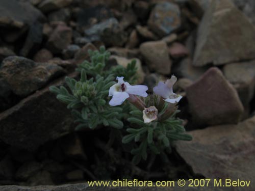 Bild von Glandularia atacamensis (). Klicken Sie, um den Ausschnitt zu vergrössern.