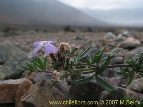 Imágen de Glandularia atacamensis (). Haga un clic para aumentar parte de imágen.