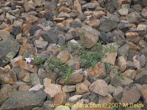 Imágen de Glandularia atacamensis (). Haga un clic para aumentar parte de imágen.