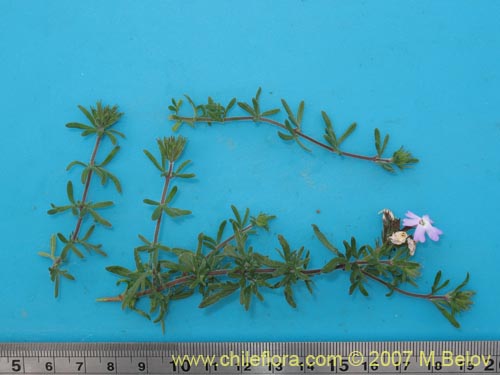 Glandularia atacamensis的照片