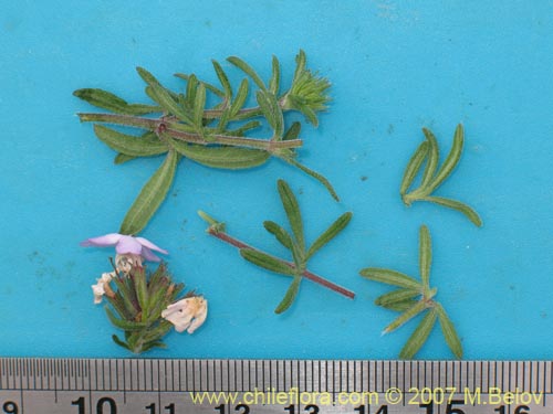 Image of Glandularia atacamensis (). Click to enlarge parts of image.