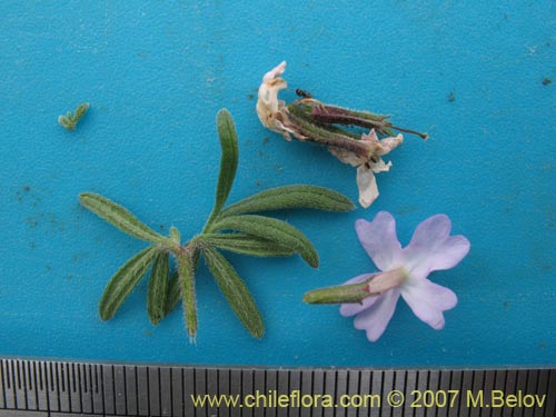 Фотография Glandularia atacamensis (). Щелкните, чтобы увеличить вырез.