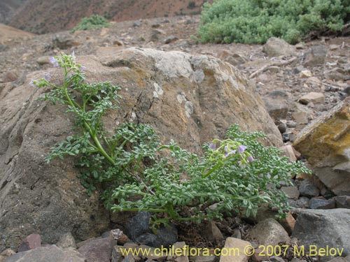 Imágen de Solanum brachyantherum (). Haga un clic para aumentar parte de imágen.