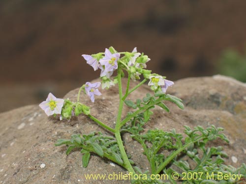 Bild von Solanum brachyantherum (). Klicken Sie, um den Ausschnitt zu vergrössern.