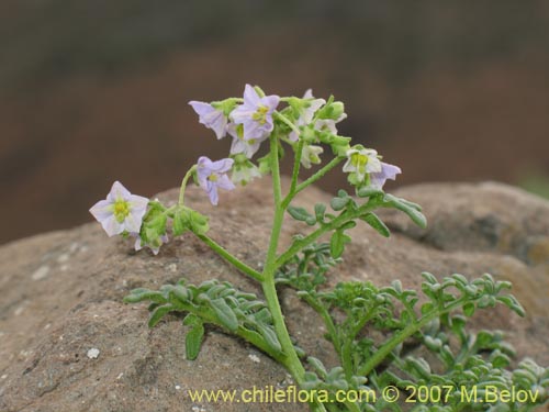 Solanum brachyantherumの写真