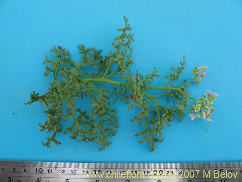 Solanum brachyantherum的照片