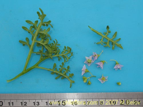 Image of Solanum brachyantherum (). Click to enlarge parts of image.