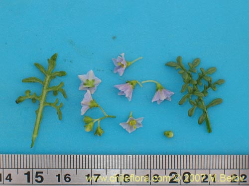 Imágen de Solanum brachyantherum (). Haga un clic para aumentar parte de imágen.