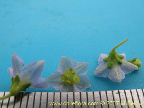 Bild von Solanum brachyantherum (). Klicken Sie, um den Ausschnitt zu vergrössern.