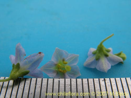 Imágen de Solanum brachyantherum (). Haga un clic para aumentar parte de imágen.