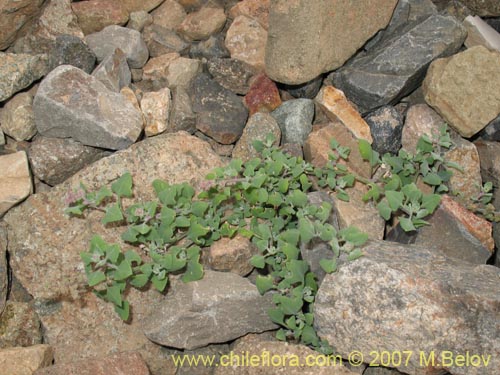 Image of Chenopodium petiolare (). Click to enlarge parts of image.