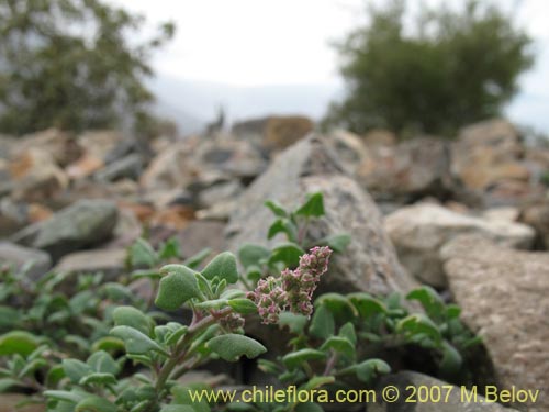 Chenopodium petiolareの写真