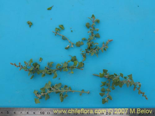 Chenopodium petiolare的照片