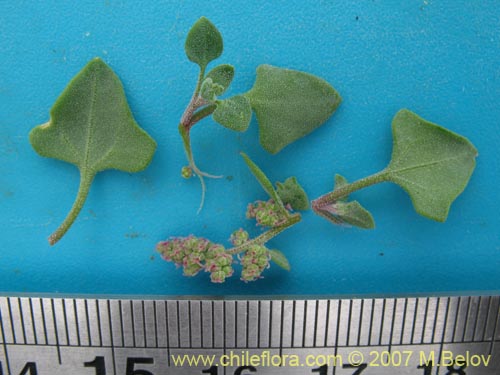 Chenopodium petiolare的照片