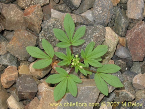 Cleome chilensisの写真
