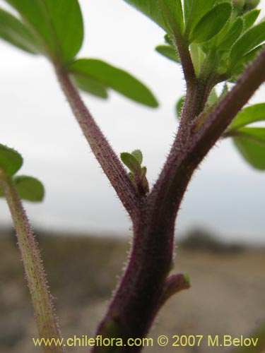 Фотография Cleome chilensis (). Щелкните, чтобы увеличить вырез.