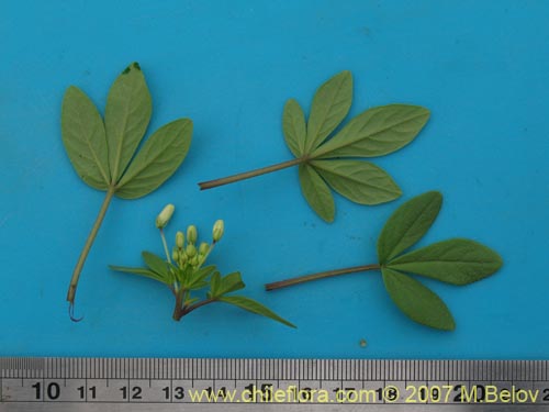 Фотография Cleome chilensis (). Щелкните, чтобы увеличить вырез.