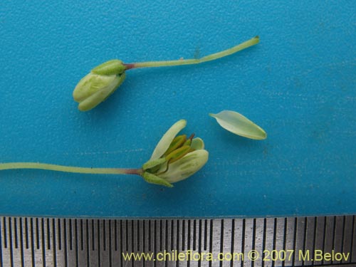 Image of Cleome chilensis (). Click to enlarge parts of image.